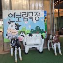 (주)연보람 우유 | [김포 아이와 가볼만한곳] 낙농 체험부터 피자 만들기까지! '연보람 목장' 솔직 후기