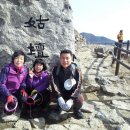 지리산산수유 이미지