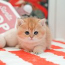 미유펫 강아지고양이 수원점 | 안산고양이분양 미유펫 먼치킨 (시흥, 부평, 광명, 수원)