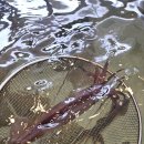 서준활어 이미지