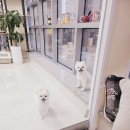 플러스애견미용실 이미지