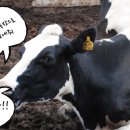 나영목장 이미지