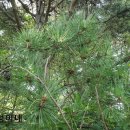 솔잎농장 이미지