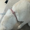 후스독 | 강아지 인식표 제작 추천 지엔스독 jiens 내돈내산 후기