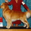 AKC/Eukanuba National Championship ..Best Bred By Exhibitor at Show 이미지