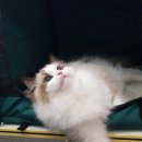 랙돌캐터리 알렉산더돌스 | 랙돌 캐터리 매료돌스 tica쇼참석 후기