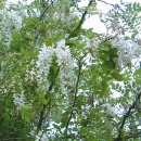 아카시꽃 활짝 / 대구 북구 조야동 이미지