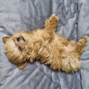 코~오 자자 이미지