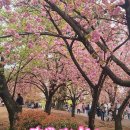 화은 | 경주 여행 겹벚꽃 명소 불국사 근처 숙소 추천 화은 호텔