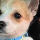 둥둥펫살롱 이미지