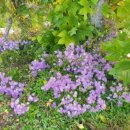 장한농장 이미지