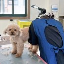 정애견미용학원 네이버블로그