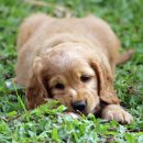 나은 강아지나라 이미지