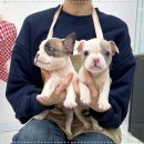 강아지분양 마이댕냥 일산점 | 예쁘고 건강한 강아지들이 많이 있는 곳 강아지분양 마이댕냥 일산점 일산 추천합니다