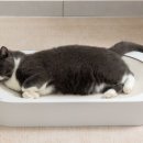 네꼬모리 이미지