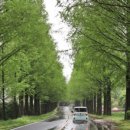 마령면 이팝나무길 이미지