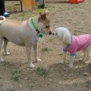 도기도기펜션 이미지