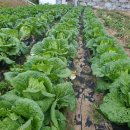 대로농약자재 이미지