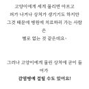 강북에이스애견미용학원 이미지