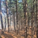 잣나무약수터 이미지