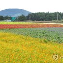 성읍리-23 이미지