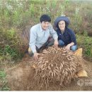 천문동 농장 | 송화진 천문동 농장 방문기