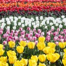 2025 섬 홍매화축제 이미지