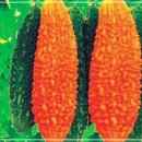 여주-1122 이미지