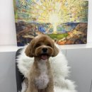 유독(dog) 이쁜날 이미지