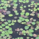 남생이못 이미지