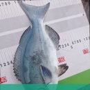 피싱스토리 이미지