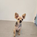 복실애견 이미지