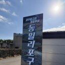 동일하모로 | 야생 돌고래 보고 왔어요! 제주 돌고래힐링투어 완전 강추 후기