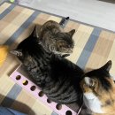 투다리뚝섬점 네이버블로그