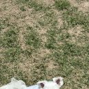 도그모루 애견유치원 이미지