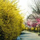 봄날 (난지도,,, 하늘 공원 23.3.29.) 이미지