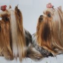 김태화동물병원 이미지