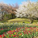 OK쉼터 | 연희숲속쉼터 봄꽃 폭발! 튤립 명소 실시간 후기 🌷