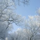 태백산의 겨울 소상 이미지