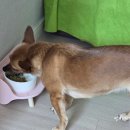 망고쿠로 이미지