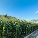 용이네 농장 이미지