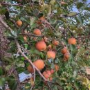 최강농장 이미지