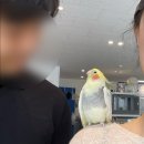 버드소리 의정부점 | 의정부 앵무새카페 버드소리, 데이트 방문후기