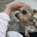 멍푸치노 이미지