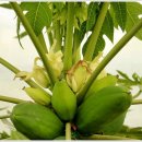 그린청과 이미지