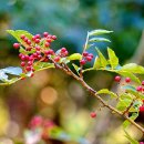 남원 개령암지 마애불상군 이미지