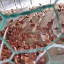 백운농장(2) 이미지