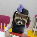 타이니보우 이미지