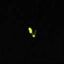 다슬기 반딧불이 이미지