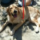 공주닭발 이미지